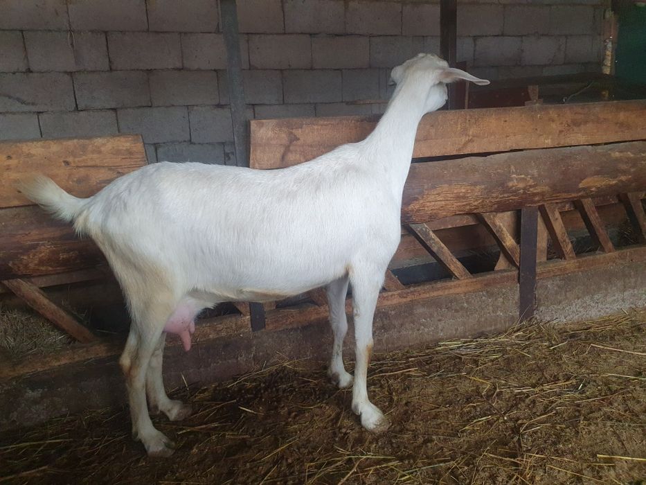 Продаю породистых коз