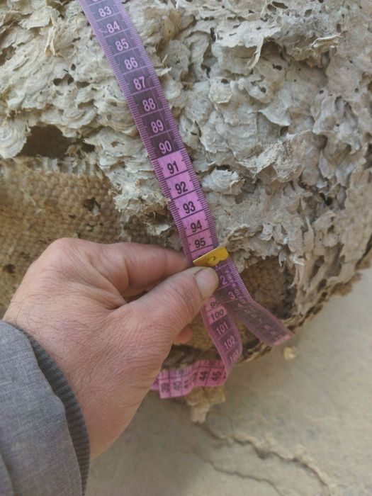 Ари уяси сотилади