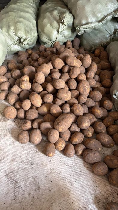Продаю картофель
