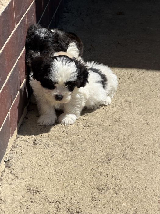 Bichon maltez -baietel , 7 saptamani