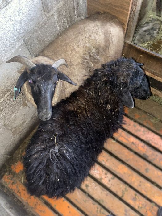 Продаеться овцы Тұсақ