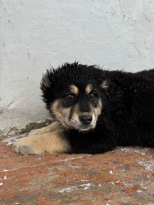 Продам Алабай сучка