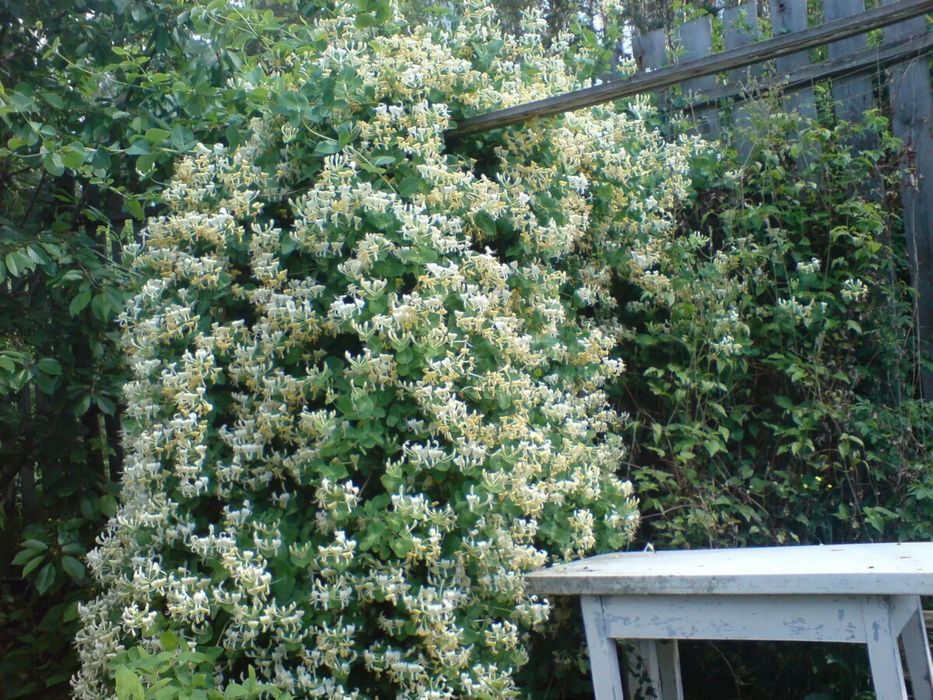 Жимолость (лиана)