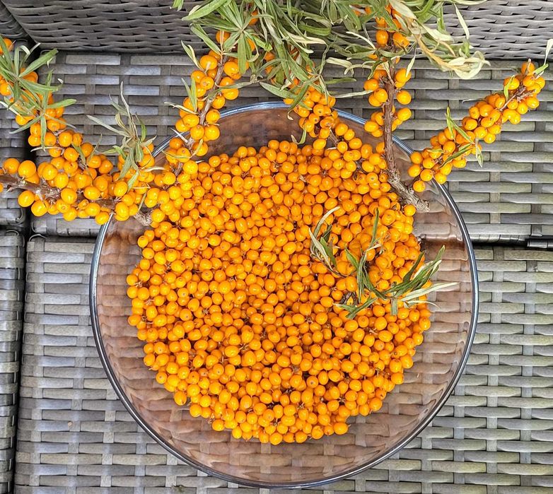 Cătină Proaspătă Producător, cu livrare
