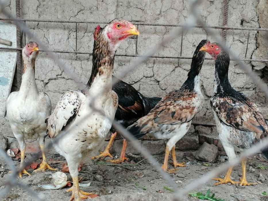 Agar hammasini olsangsiz 1,800,000 aksiya