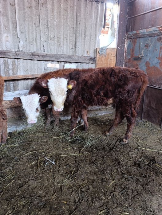 Продам 4бычка.по 8 мес