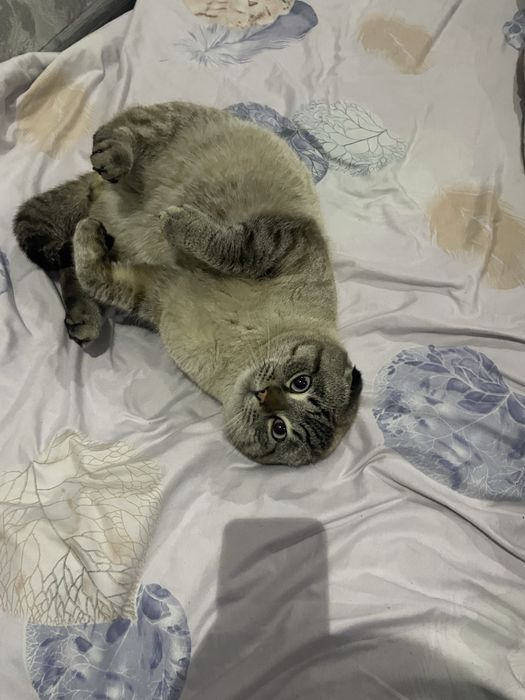 Шотландскый фолд