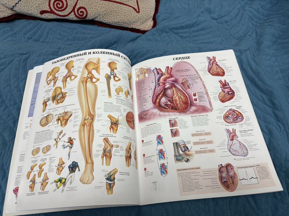 Атлас Анатомии человека