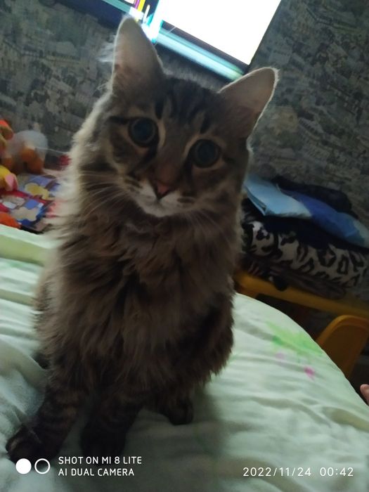 Отдам котика,в добрые руки