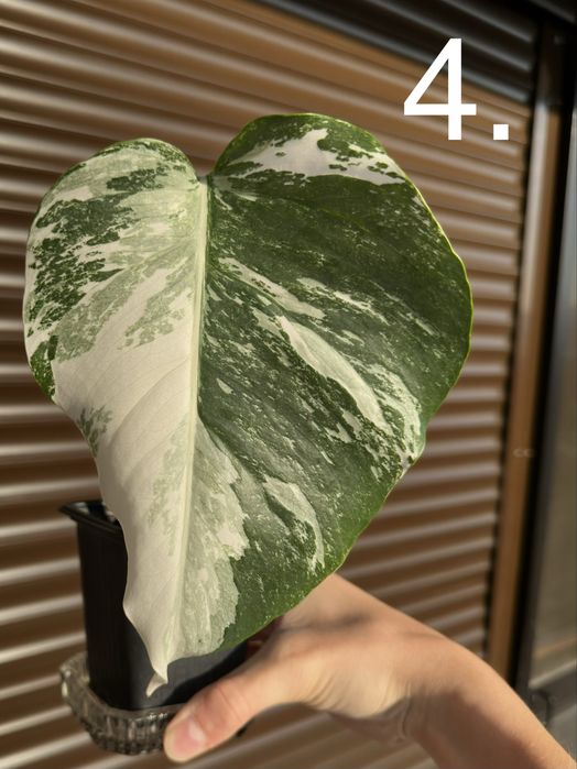 Monstera Albo Variegated (Монстера Албинос)