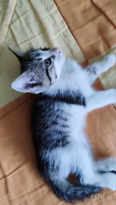 Продаем домашних котят