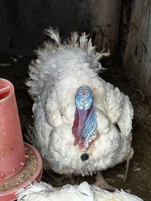 Продаются индюки Биг 6, живой вес, от 12 кг индюшки, индюки от 20 кг