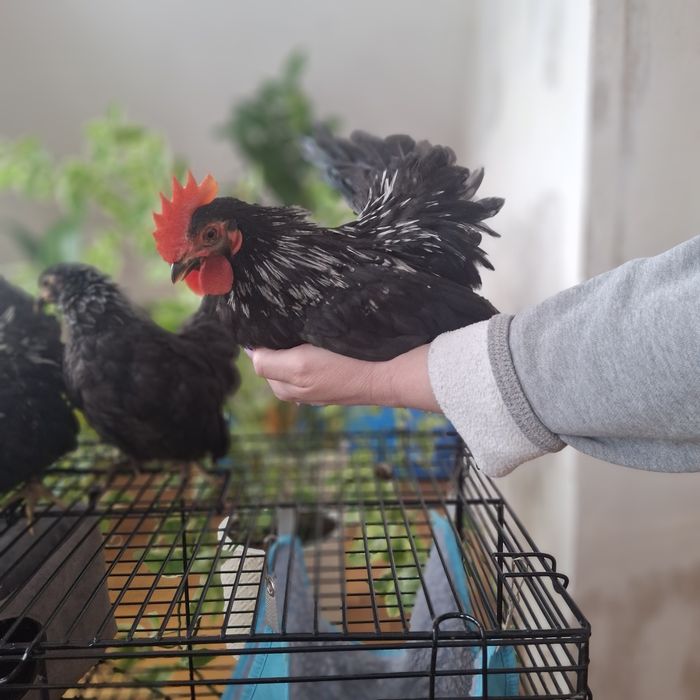 Куры породы шабо