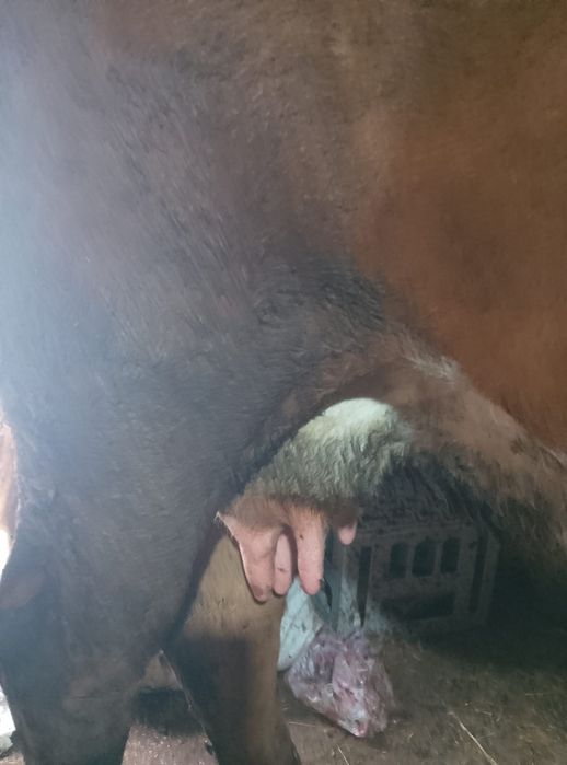 Vând  vaca fatata de 4 luni