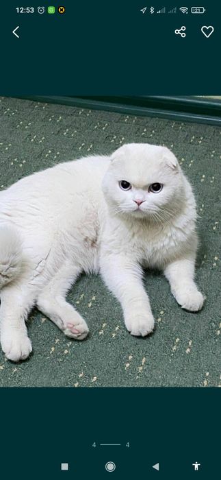 Вязка шикарных котов