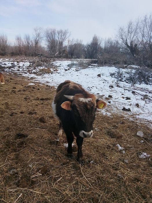 Обмен жоқ ақшалай керек