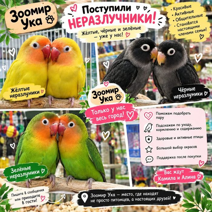 Неразлучники в продаже
