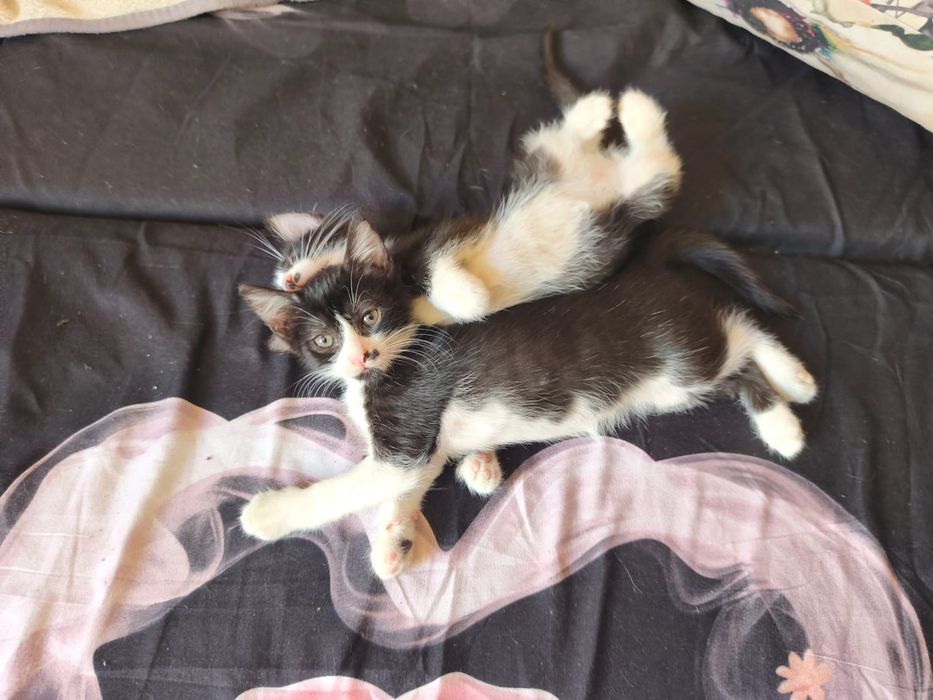 Adoptie pui pisica