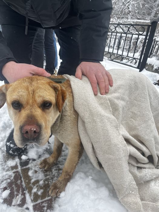 Найдена собака, ищем хозяина