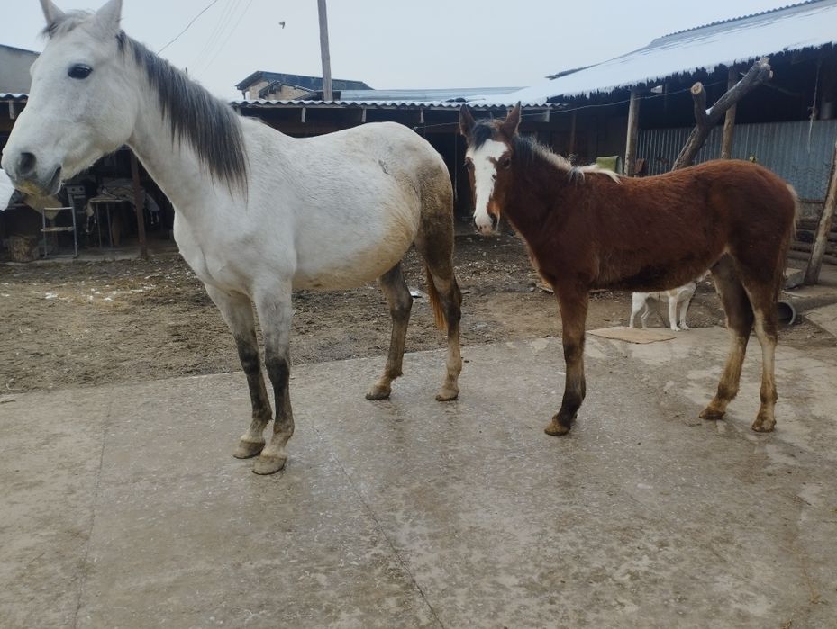Еркек жабағы сатылады