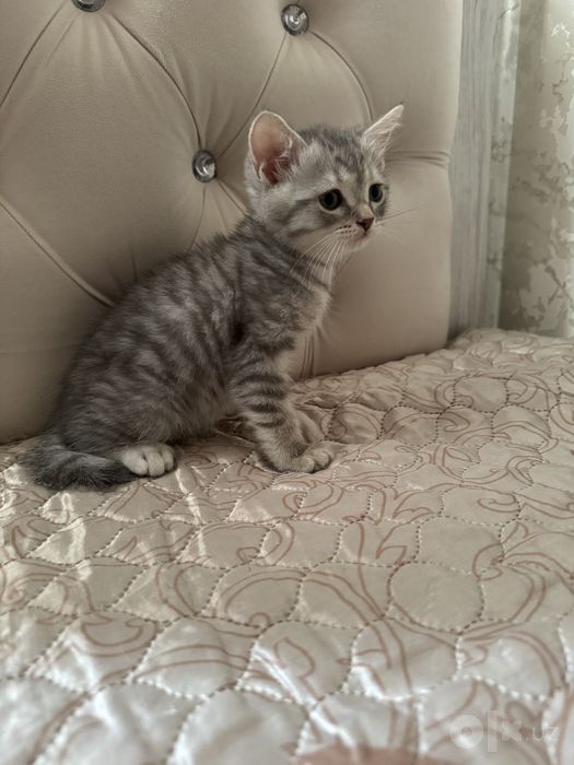 Мальчик Шотландский