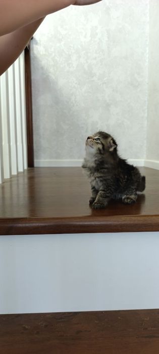 Mushukcha Котята