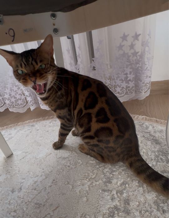 Леопардовая кошка