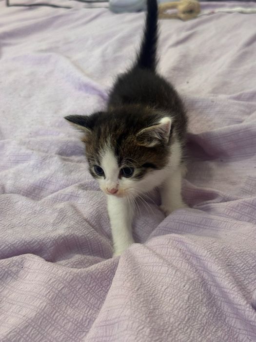 Отдам бесплатно котят