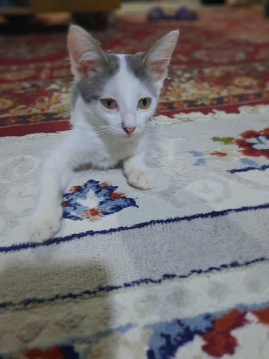 Котята 3 месяцаа