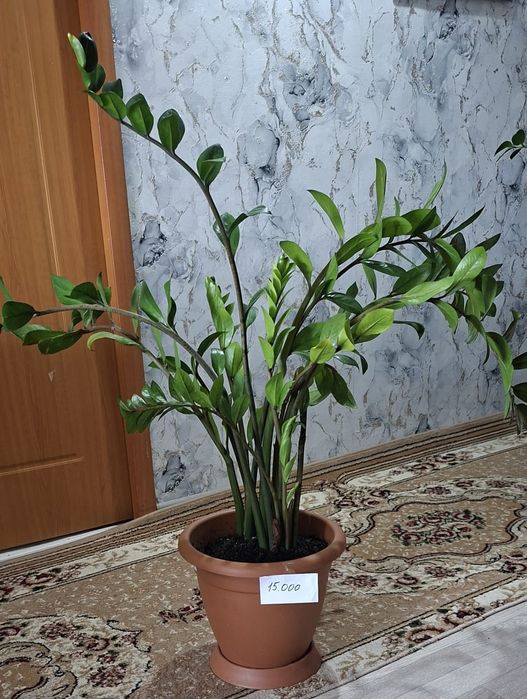 Продам цветы комнатные