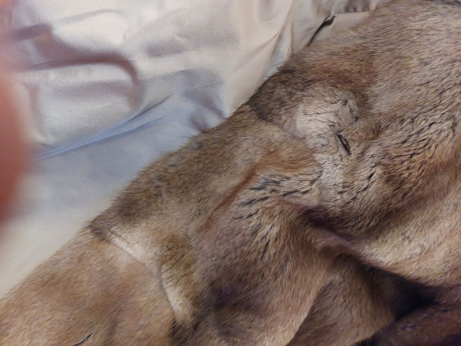 чисто ново палто от заек