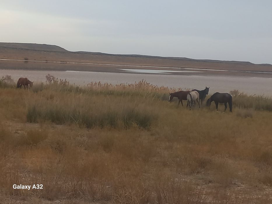 Фазенда сатылады