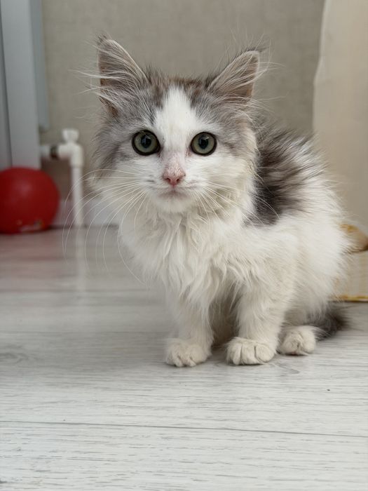 Котенок ищет дом