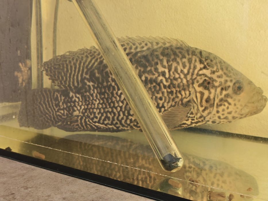 Ciclida americană - jaguar