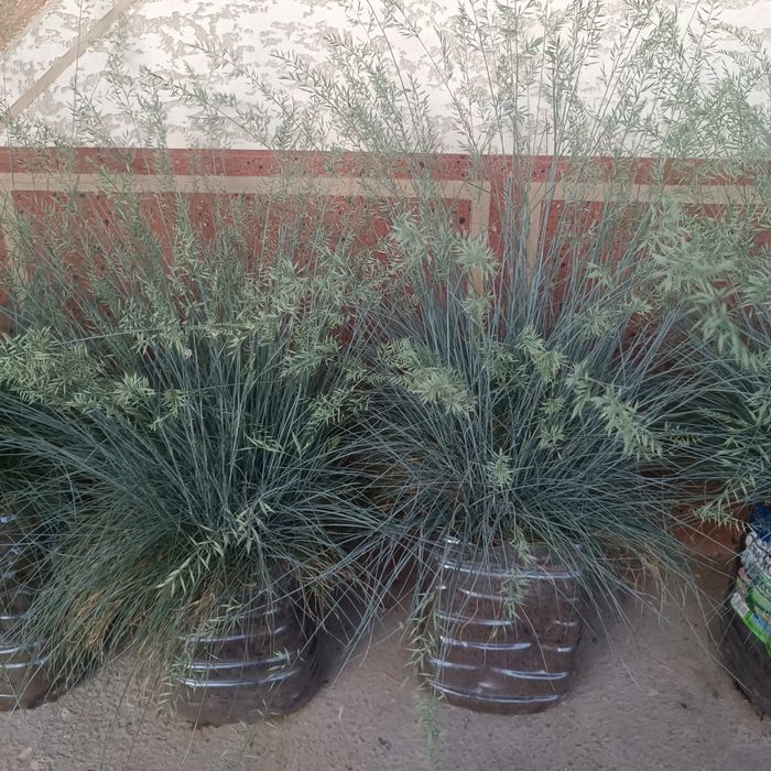 Овсянница кучатлари сотилади