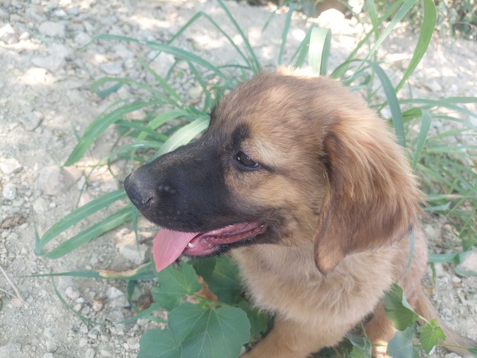 Кученца си търсят дом !