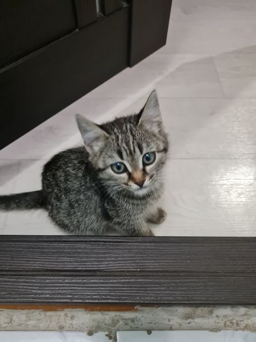 Котенок в добрые руки