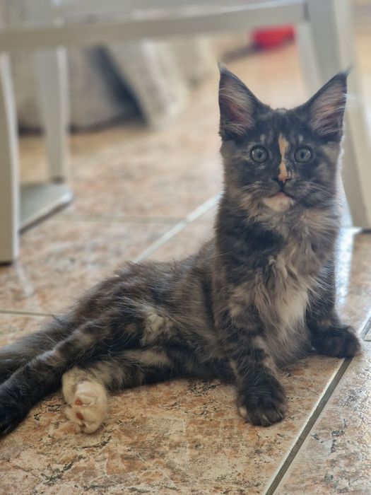 Котенце Мейн Куун