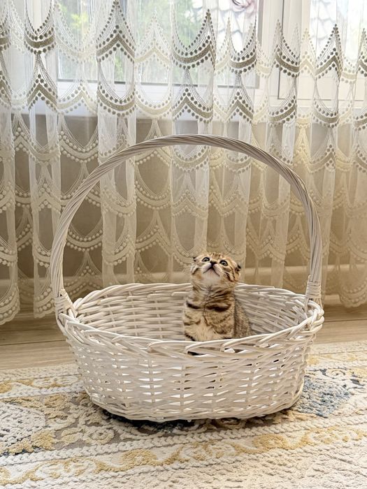 Продам породистых котят