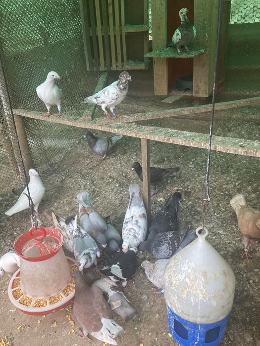 Vând porumbei germani și stil vechi de frumusete.