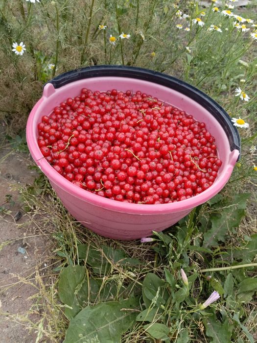 Красная смородина Бензострой