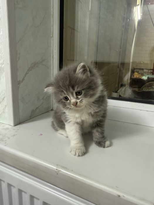 Продаются котята