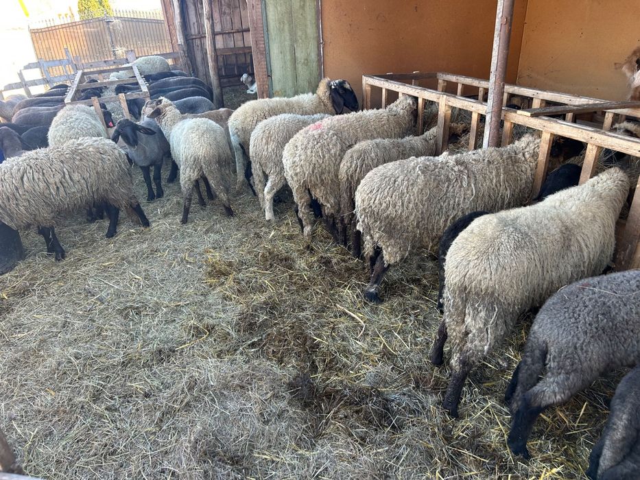 Miei și oi de vânzare