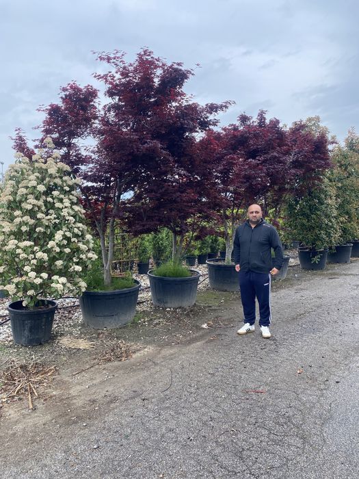 Decorațiuni și plante calitate extra