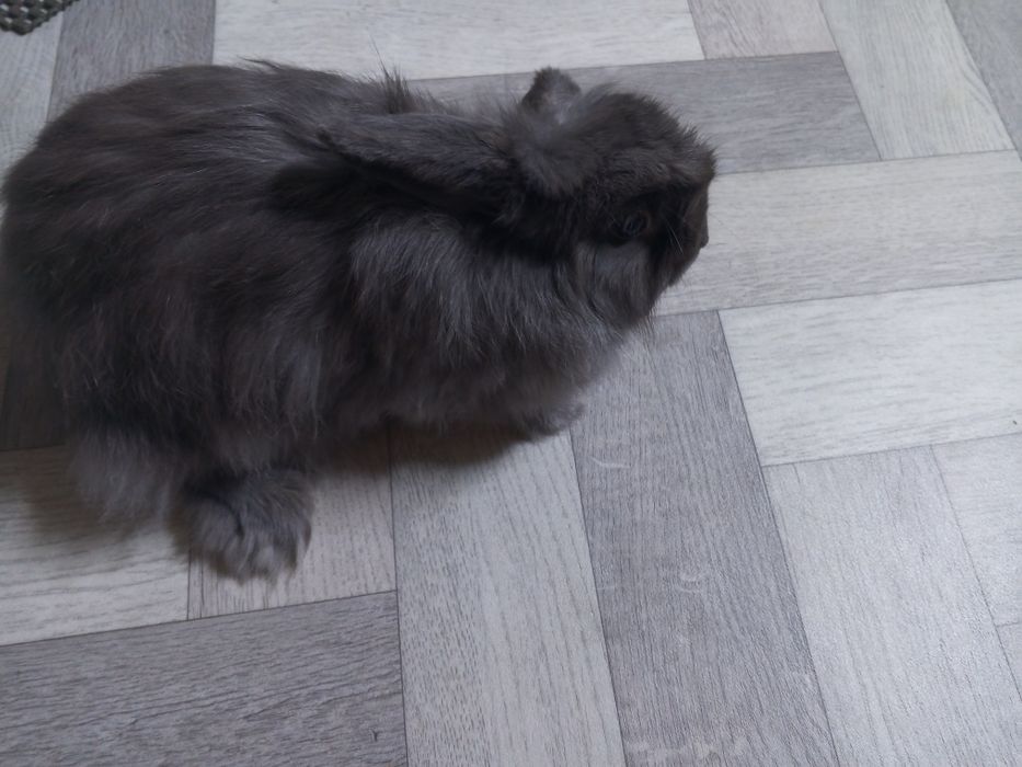 Продам декоративного кролика