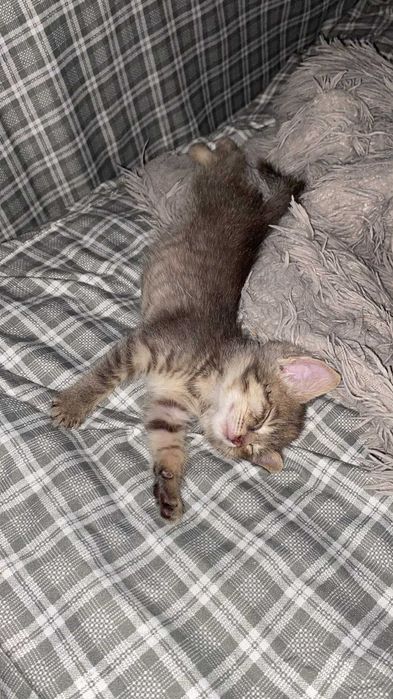 Отдам котенка в хорошие руки