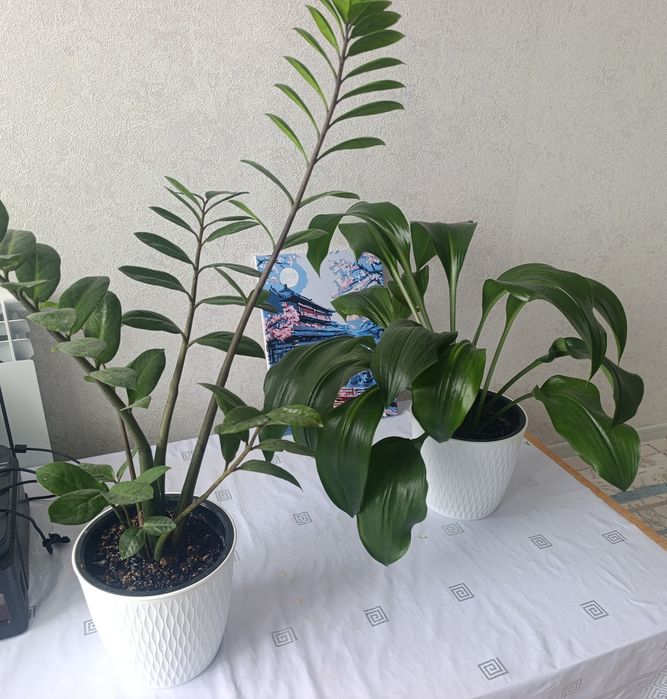 Бөлме гүлдері сатылады