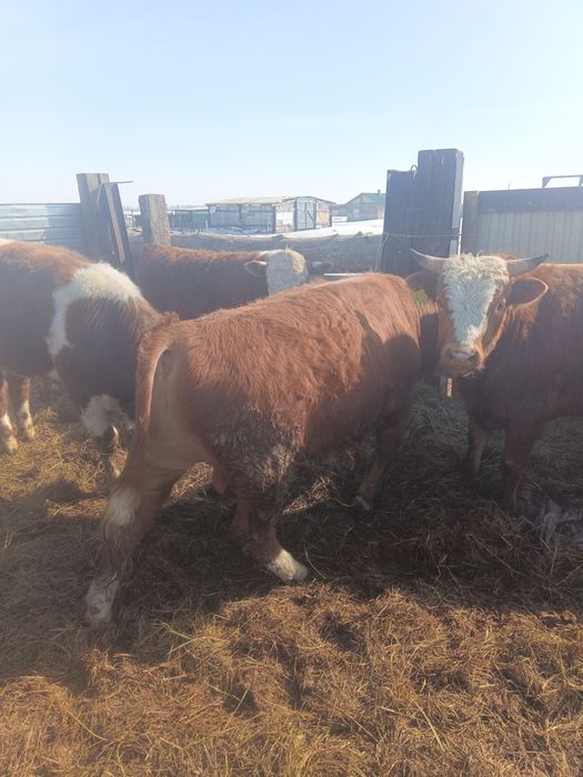 Продам бычков 15 голов