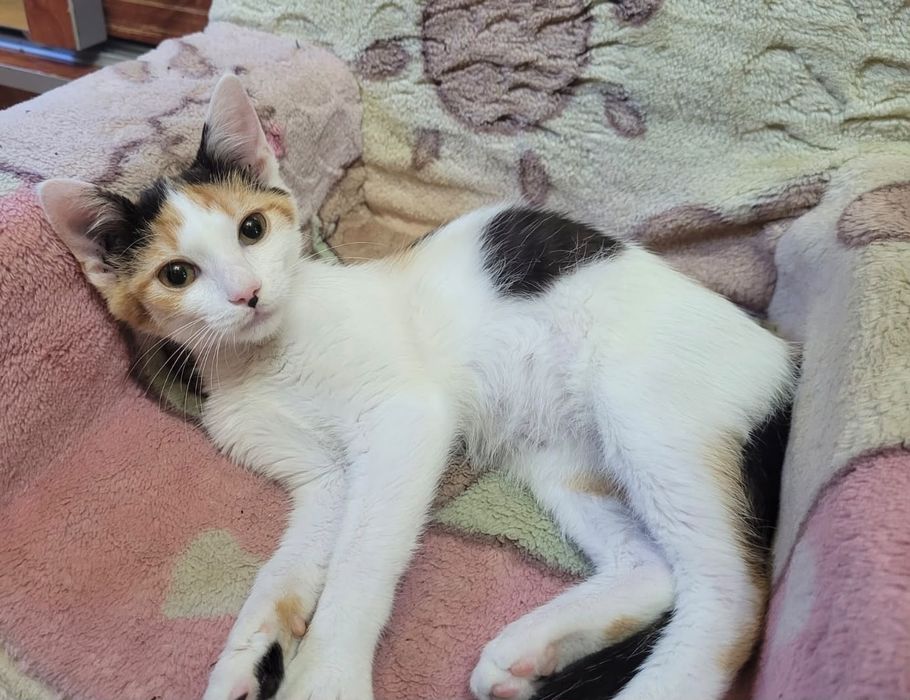 Adoptie pisica alb calico vaccinata Magdalena