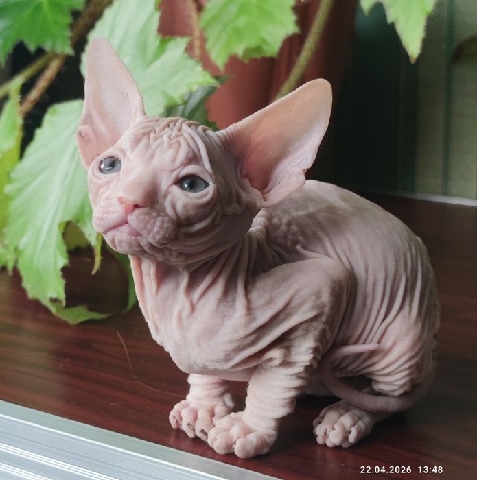 Котенок донской сфинкс